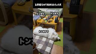 お邪魔なので格納されちゃう愛犬　#greatpyrenees #癒し #大型犬のいる生活 #大型犬 #大型犬と暮らす #グレートピレニーズ #犬のいる生活 #犬のいる暮らし #愛犬