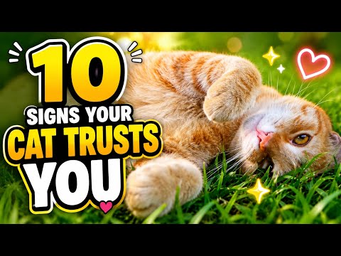 Is Your Cat Secretly Obsessed With You?