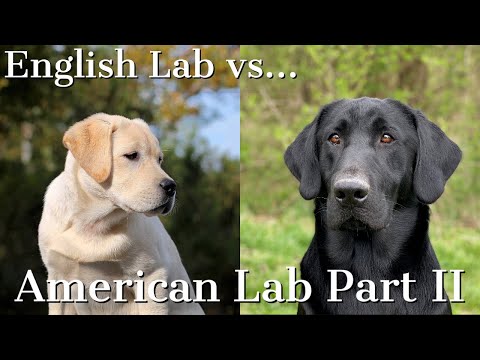 labrador tabletták férgek számára)