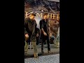 Ranbirkapoor Sanjaydutt And Vanikapoor Are Already Slaying In The Promotion Of Shamshera