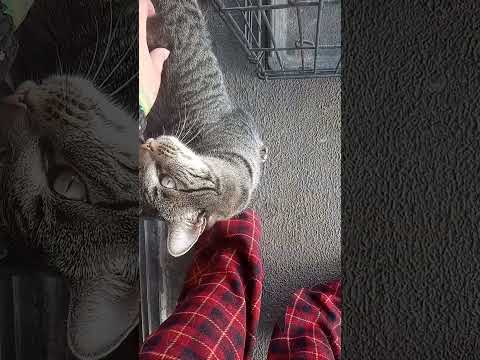 petting Dylan the Gray cat and tiger the orange hair cat in 32.7 seconds this morning #1209