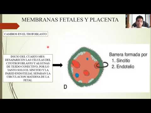 EMBRIOLOGÍA: DEL TERCER MES AL NACIMIENTO: EL FETO Y LA PLACENTA