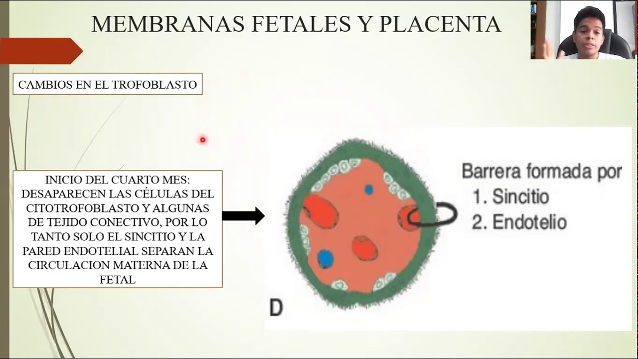 EMBRIOLOGÍA: DEL TERCER MES AL NACIMIENTO: EL FETO Y LA PLACENTA