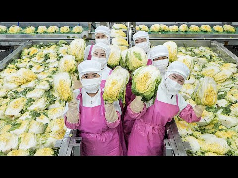Amazing scale! Korean Kimchi Mass Production / Korean Food Factory