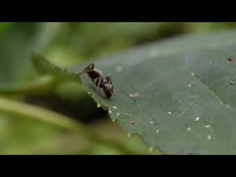 The European Wood Ant - Short Documentary
