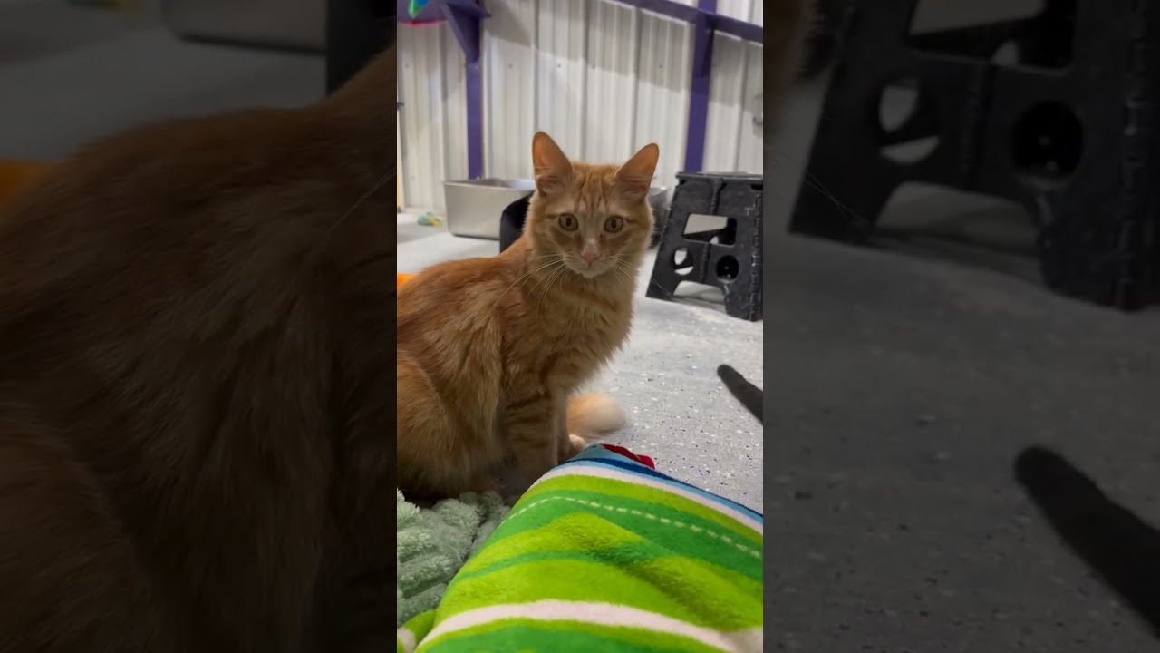 Sunbeam, a Adoptable Domestic Short Hair in Blairsville, GA video 2/3