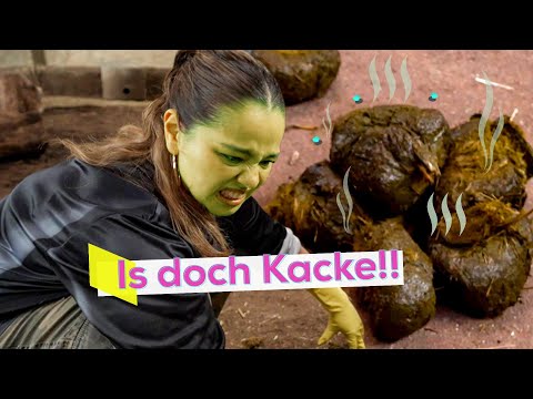 Kölns größte Kackhaufen 🐘💩 | KiKA LIVE City Clash