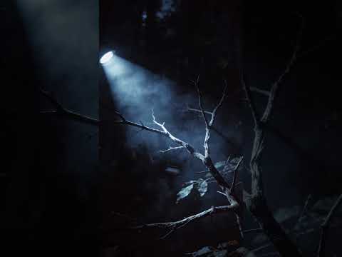 Os cachorros apanhavam… e não tinha ninguém