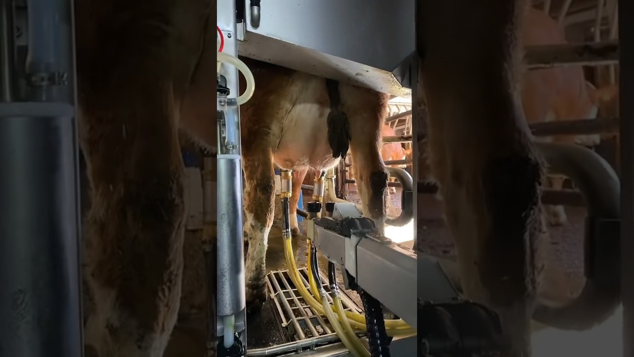 The Magic of Milking: Farming and Fresh Milk  #cows #farm #milking