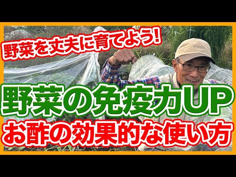 ニンニクやその他の効果的な自然療法を使って鶏の駆虫をする方法：ヒント  庭園