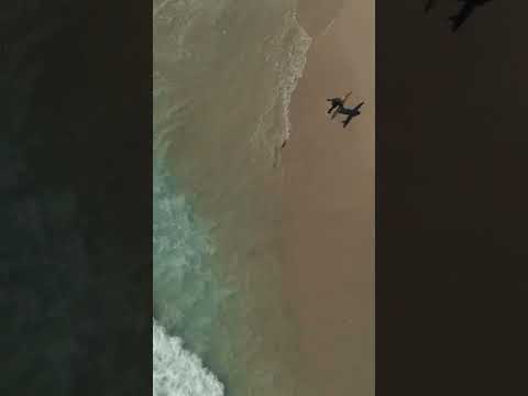 A very beautiful view #dog #shorts -sanika IT