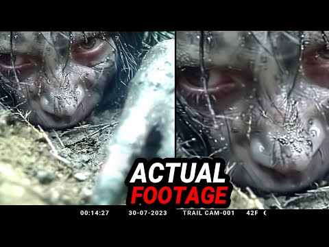 This Trail Cam Footage Shocked All The Scientists