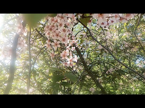 Stockholm, Djurgården: Walk around Djurgårdsvägen from Djurgårdsbron to Skansen's main entry