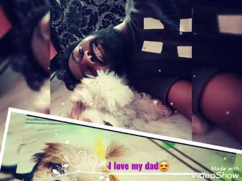 my peehu 😍😍 the shih tzu puppy🥰