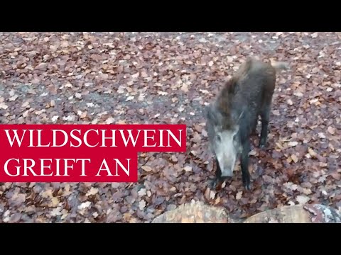HEY GEH WEG (Wildschwein-Angriff)