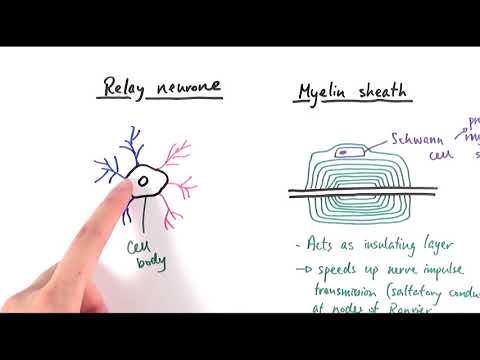 A2 Biology - Neurones (OCR A Chapter 13.2)