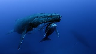 Secrets of the Sea - Filming Blue Whales