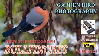 HOW TO PHOTOGRAPH BULLFINCHES - STUNNING GARDEN BIRDS - PRO TIPS