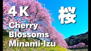 ［4K］ 南伊豆・みなみの桜と菜の花まつり Minami-Izu Cherry Blossom 伊豆観光 日本の桜 河津桜 花見 櫻花 樱花