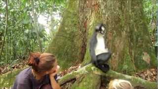preview picture of video 'Bukit Lawang - me and thomas leaf monkey, Sumatra, Indonesia'