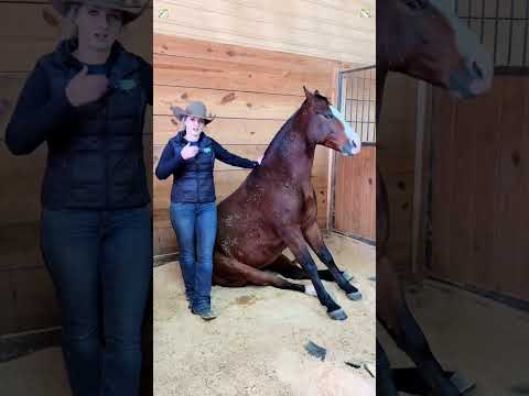 My horse is a professional actor#horse#funnyhorse#animals#farmlife