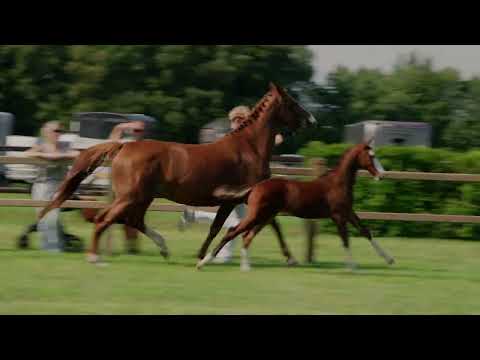 presentation day MISS MARBLE MANIA BUISSON Z