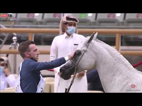 N 397 PIACENZA   23rd Qatar National Arabian Horse Show   Mares 11+ Years Old Class 11