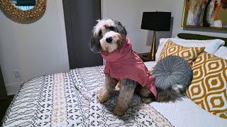 Spark Paws Dog Raincoat Review – Full Coverage Tested!
