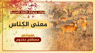 معنى الكِناس | فوائد وروائع اللغة العربية | د. مصطفى مخدوم image