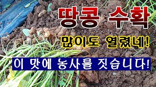 [텃밭농부 1,701]  땅콩 수확. 많이도 열렸네. 이 맛에 농사를 짓는다! #땅콩재배