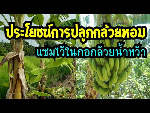 สาวเชื้อโรคเหงือก เพื่อสิ่งที่แพทย์จะติดต่อในกรณีของปัญหาที่มีความแข็งแรง