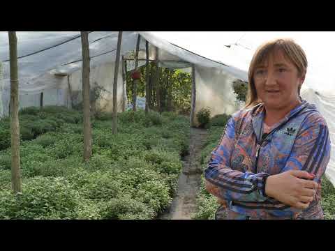 Naša priča ep. 214 26.10.2019. Proizvodnja cveća i povrća, Pajsijević