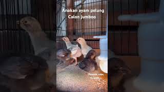 Download lagu Jual anakan ayam pelung berkualitas calon jumbo mp3
