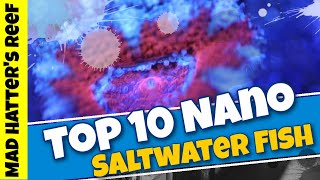 Top 10 Nano Saltwater Fish