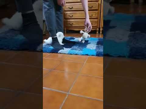 Perros Bichón Frisé en venta