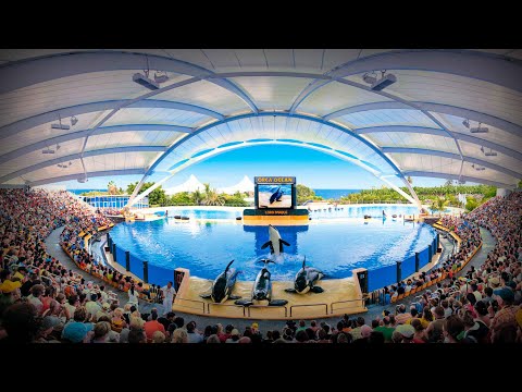 13 years after the tragedy in Loro Parque, the whale trainer's family campaigns for the release o...