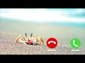 THAI SONG Crab Dance IPhone Ringtone