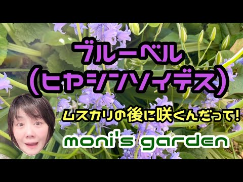 庭の紫の鐘 植物