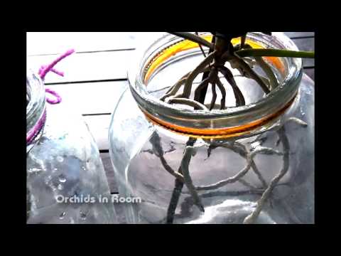 Growing vanda orchids baby in glass jar and how i water my  vandas
