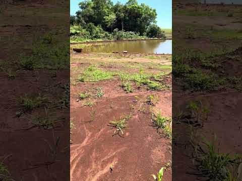 Roça linda no Bairro Água do Cedro de Itambaracá Pr