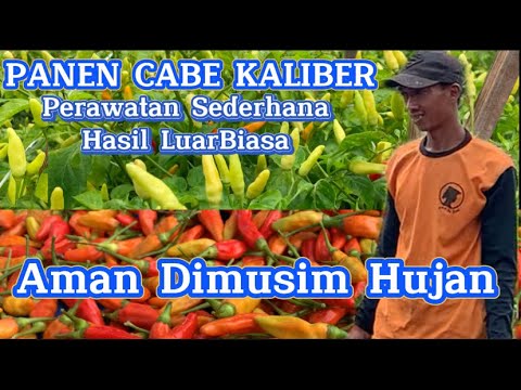 CABE RAWIT KALIBER: DENSE and EXTRAORDINARY FRUIT