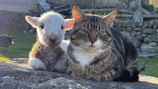 Download lagu The Cat The Lamb and The Rock Complete Saga mp3
