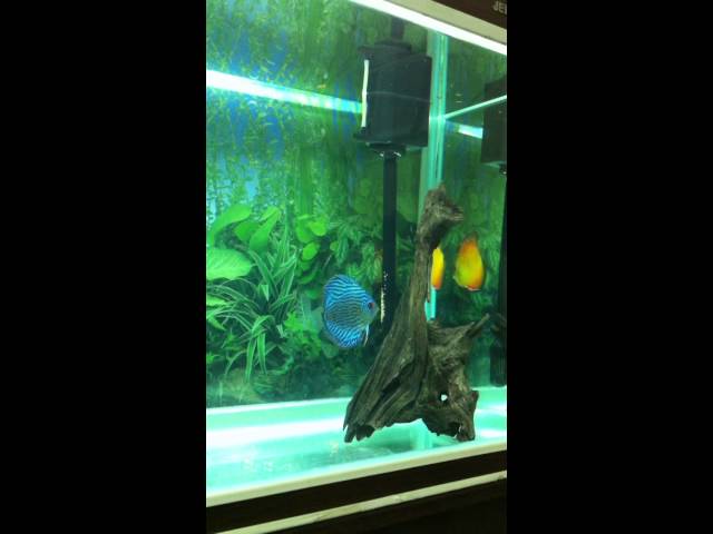 Best Discus fish pair Spawning