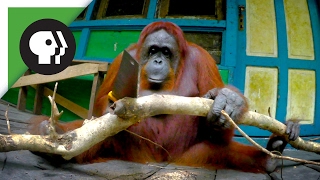 Orangutan Learns to Saw Wood