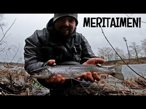 MERITAIMEN, HYLJE JA HAUKEA - KALASSA OULUJOELLA MARRASKUUSSA - OMATEKOINEN LUSIKKA TOIMII!