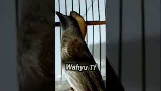 Download lagu terapi trucukan malam hari #kicaumania mp3 Download lagu terapi trucukan malam hari #kicaumania mp3