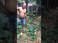 Man barely escapes tegu lizard attack - 1016713