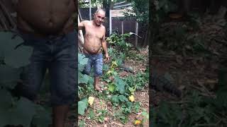 animale soparla ataca