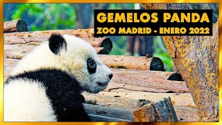 [4K] Gemelos panda bebés | Crecimiento enero 2022 | Zoo Aquarium de Madrid