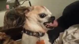 Doggy Lick # WhatsApp GIF Available to share with friends